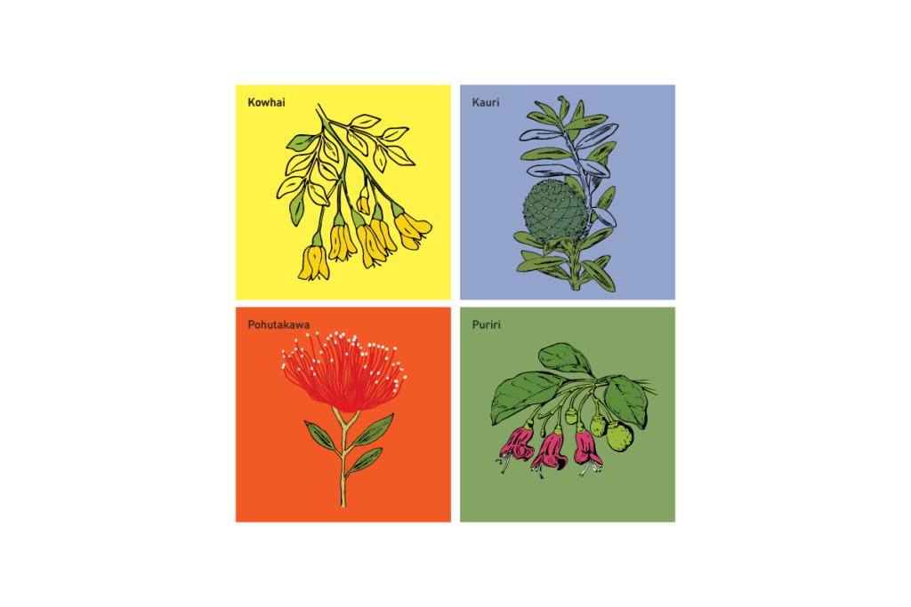 NZ Flower Illustrations